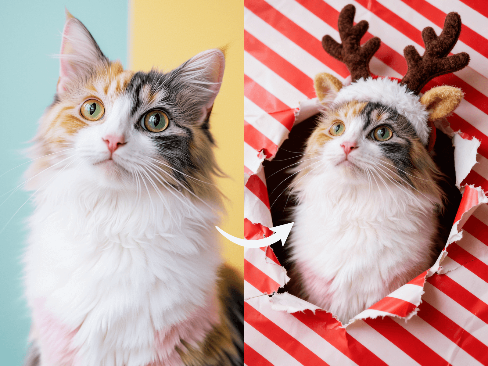 chiristmas pet portrait